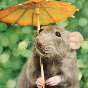 Meet your Posher, Robyn